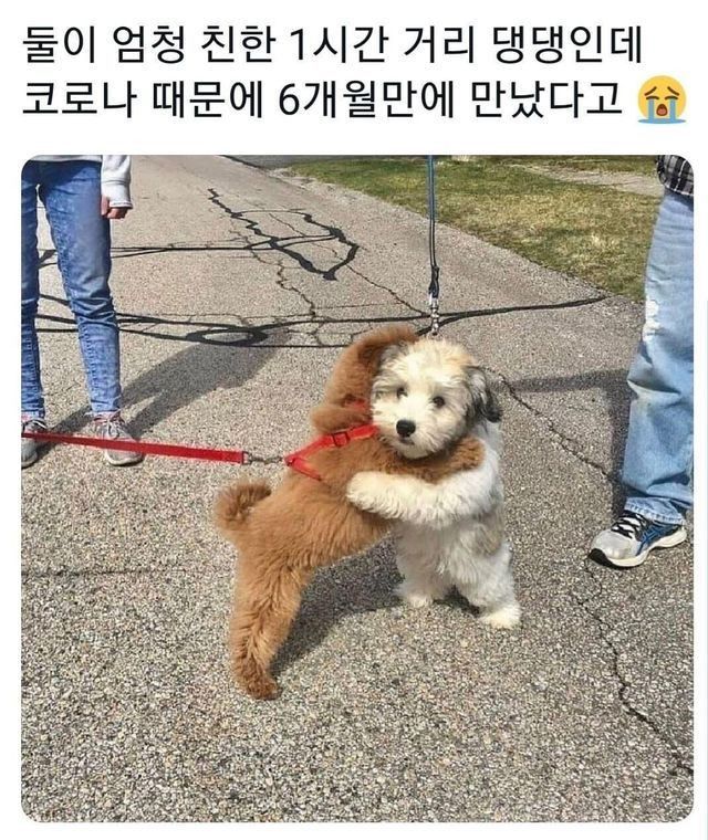 귀여운 댕댕이짤 모음