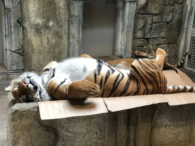 박스를 매우 좋아하는 귀여운 고양이들